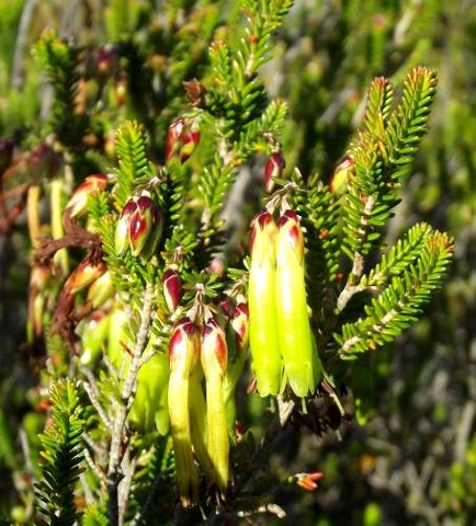 Erica viridiflora subsp. viridiflora