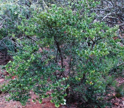 Diospyros rotundifolia