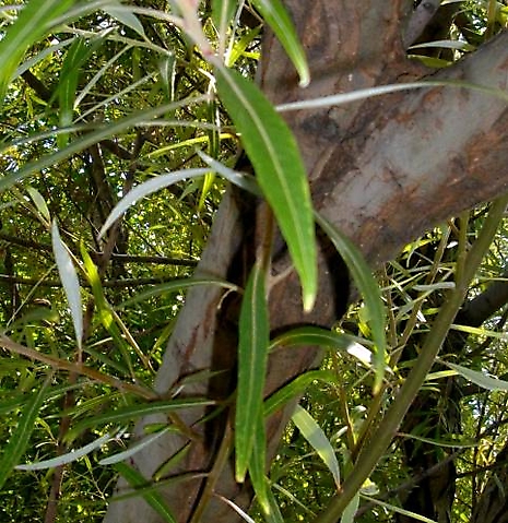 Salix mucronata subsp. woodii young stem