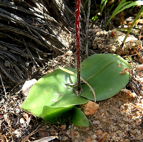 Holothrix secunda new leaf growth