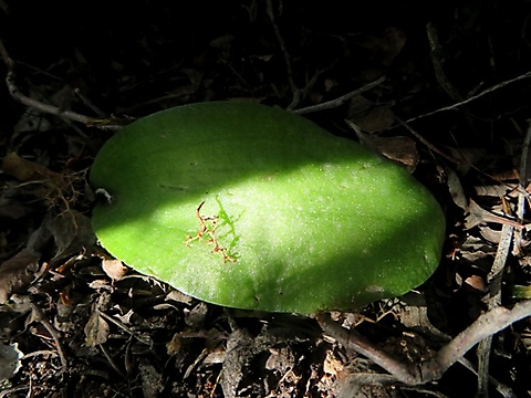 Massonia bifolia first leaf