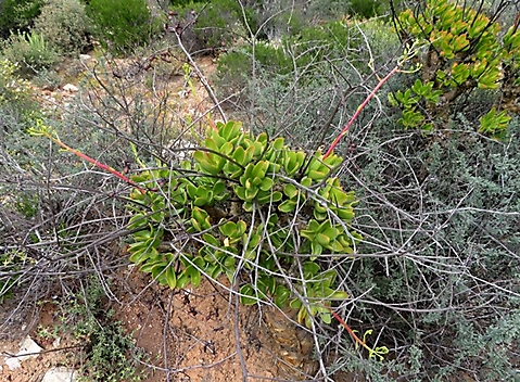 Tylecodon paniculatus new and old floral growth