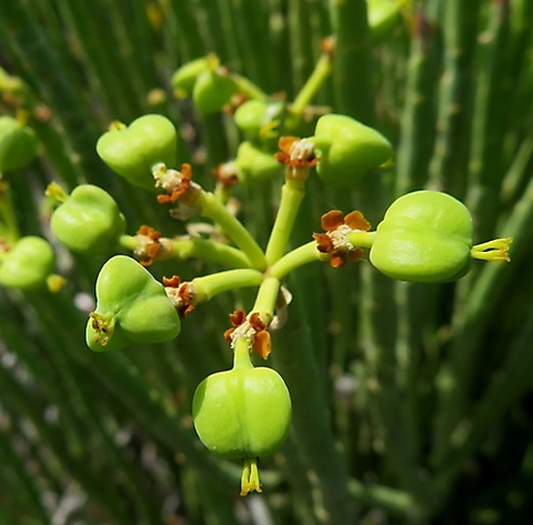 Euphorbia mauritanica fruit too heavy for their stalks