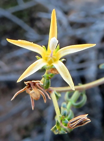 Wahlenbergia nodosa flower