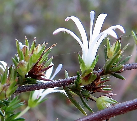 Wahlenbergia albens corolla