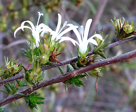 Wahlenbergia albens flowers