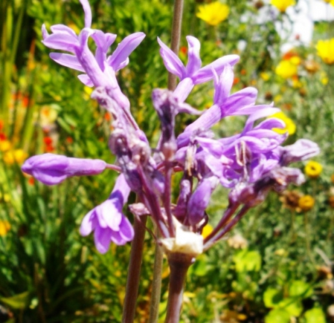 Tulbaghia violacea flowers