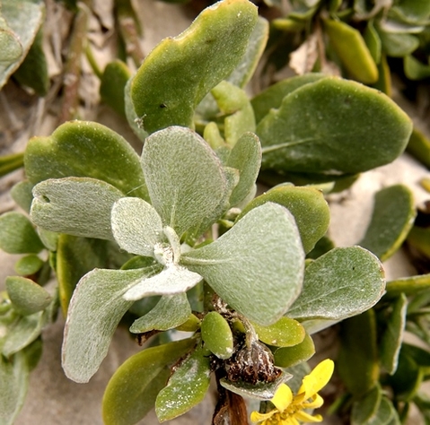 Arctotheca populifolia olive-green old leaves