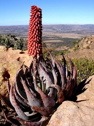 Aloe peglerae rocky seat