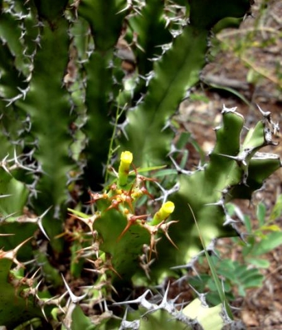 Euphorbia enormis stems