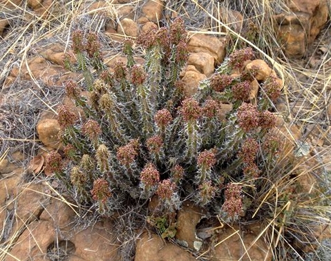 Euphorbia perangusta rounded shrublet