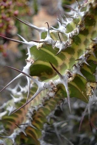 Euphorbia perangusta paired spines