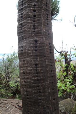 Euphorbia sekukuniensis trunk