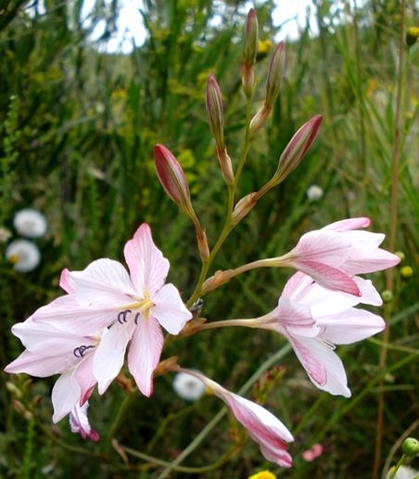 Tritonia bakeri subsp. lilacina inflorescence
