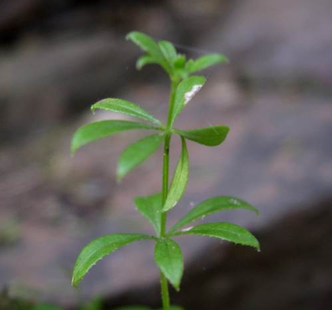 Galium tomentosum leafy stem-tip