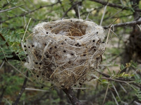 Galium tomentosum stems serving as a Cape batis nest