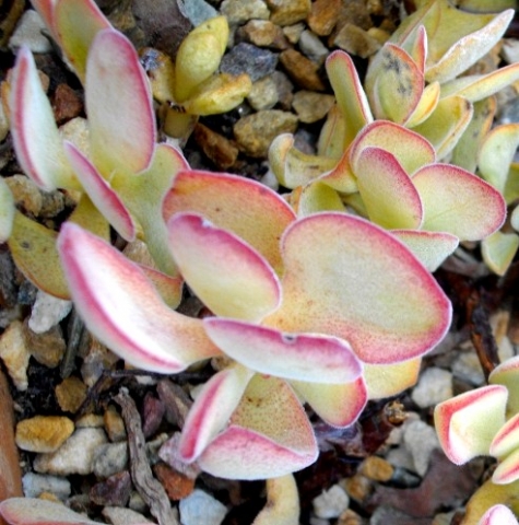 Crassula atropurpurea leaves
