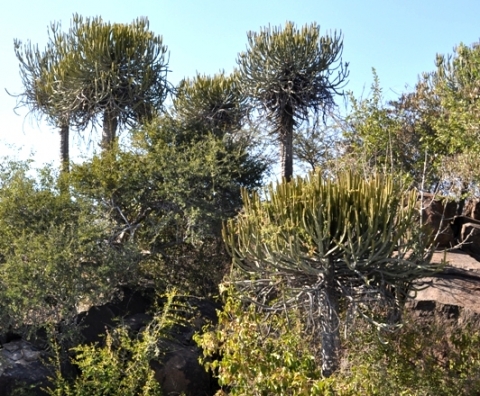 Euphorbia sekukuniensis