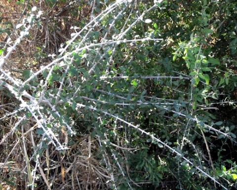 Ehretia rigida subsp. nervifolia branches