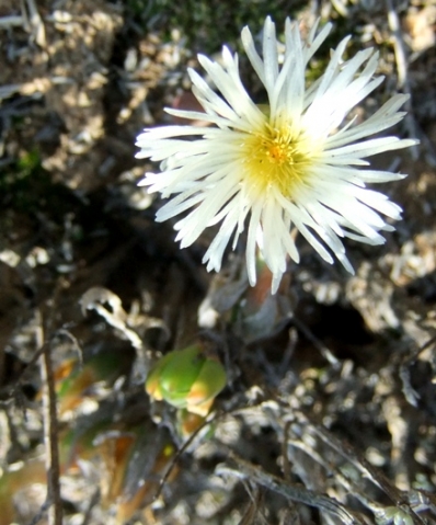 Mesembryanthemum tortuosum in August