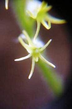 Holothrix incurva flower