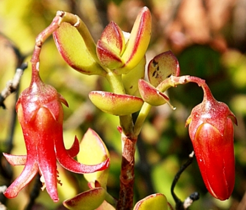 Cotyledon woodii flower and bud