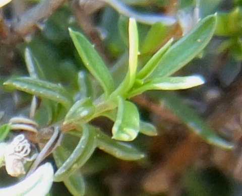 Wahlenbergia nodosa young stem-tip