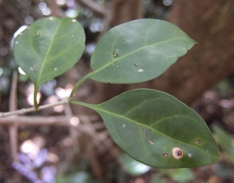 Canthium inerme leaves and more