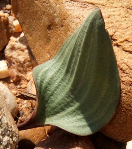 Eriospermum capense subsp. capense leaf
