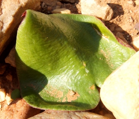 Eriospermum zeyheri leaf