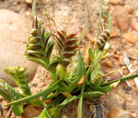 Lapeirousia pyramidalis subsp. pyramidalis floral bracts