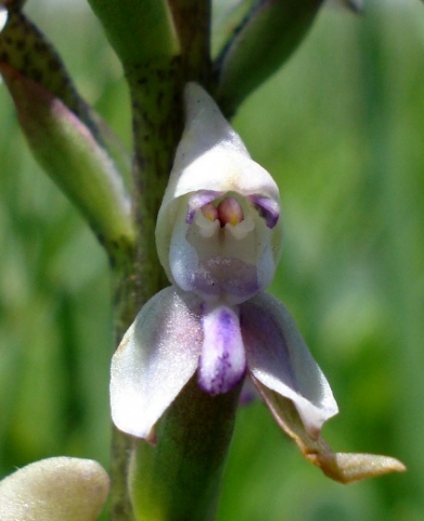 Disa aconitoides subsp. aconitoides flower