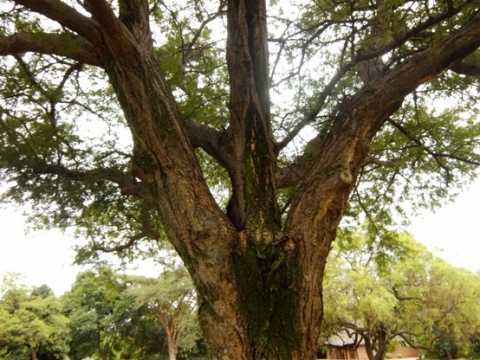 Senegalia burkei  branching