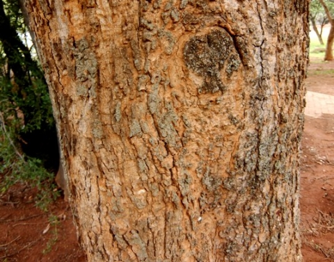Faidherbia albida bark