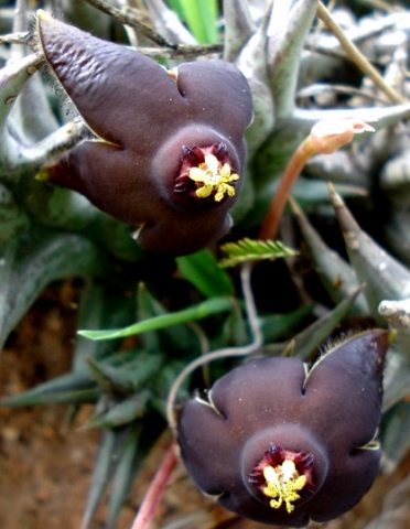 Orbea umbracula flowers