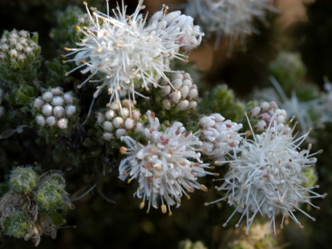 Agathosma species nova (lanata) flower clusters