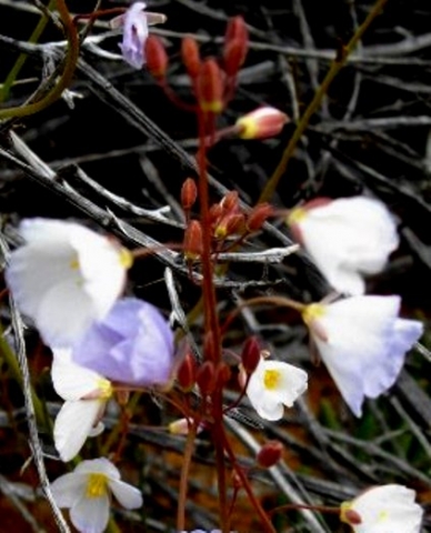 Heliophila collina buds