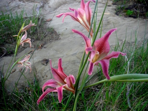 Gladiolus liliaceus colours
