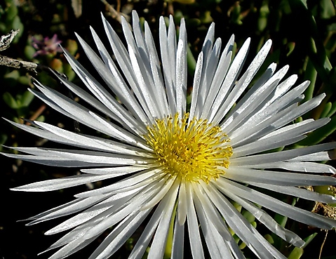Ruschia goodiae flower