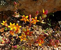 Crassula dichotoma small plants