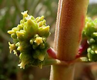Crassula nudicaulis var. platyphylla flowerhead