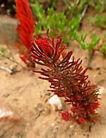 Eriospermum paradoxum leaf appendage but red