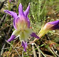 Gladiolus venustus blue-purple and pale