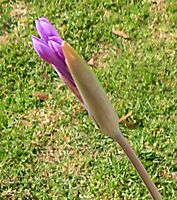 Tulbaghia violacea inflorescence bud