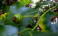 Cryptocarya woodii, the river wild-quince