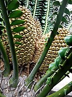Encephalartos transvenosus young, female cones