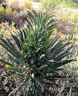 Euphorbia clandestina leaf changes