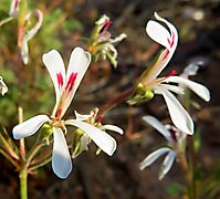 Pelargonium abrotanifolium flowers