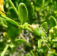 Zygophyllum foetidum smooth, green fruit