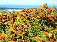 Salvia africana-lutea by the sea at Onrus